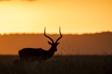 Bir Impala geyiği, günbatımının güzel renkleriyle vahşi yaşam safarisi sırasında Masai Mara Ulusal Rezervi 'nin düzlüklerinde otluyor.