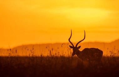 Bir Impala geyiği, günbatımının güzel renkleriyle vahşi yaşam safarisi sırasında Masai Mara Ulusal Rezervi 'nin düzlüklerinde otluyor.
