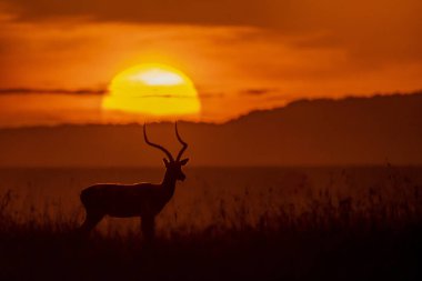Bir Impala geyiği, günbatımının güzel renkleriyle vahşi yaşam safarisi sırasında Masai Mara Ulusal Rezervi 'nin düzlüklerinde otluyor.