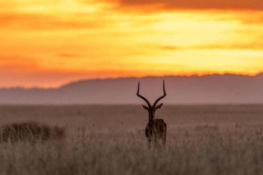Bir Impala geyiği, günbatımının güzel renkleriyle vahşi yaşam safarisi sırasında Masai Mara Ulusal Rezervi 'nin düzlüklerinde otluyor.