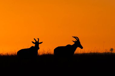 Masai Mara Ulusal Rezervi 'nin düzlüklerinde gün batımının güzel renkleriyle vahşi yaşam safarisi sırasında otlayan iki Topi.