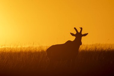 Masai Mara Ulusal Rezervi 'nin düzlüklerinde gün batımının güzel renkleriyle vahşi yaşam safarisi sırasında otlayan bir Topi.