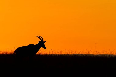 Masai Mara Ulusal Rezervi 'nin düzlüklerinde gün batımının güzel renkleriyle vahşi yaşam safarisi sırasında otlayan bir Topi.