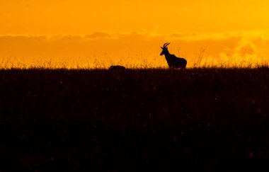 Masai Mara Ulusal Rezervi 'nin düzlüklerinde gün batımının güzel renkleriyle vahşi yaşam safarisi sırasında otlayan bir Topi.