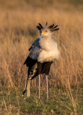 Vahşi yaşam safarisi sırasında Masai Mara Ulusal Rezervi düzlüklerinde yürüyen bir sekreter kuş.