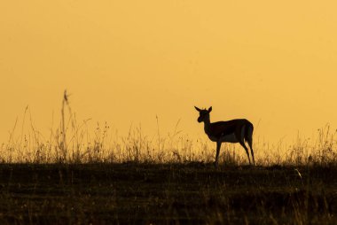 Vahşi yaşam safarisi sırasında Masai Mara Ulusal Sığınağı 'nın arka planında güzel turuncu renkte otlayan dişi bir Impala.