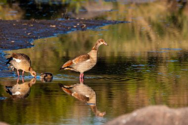 Ayak bileği derinliğindeki suda duran bir Mısırlı kaz vahşi yaşam safarisi sırasında Masai Mara Ulusal Sığınağı 'nın içindeki suya yansıyor.