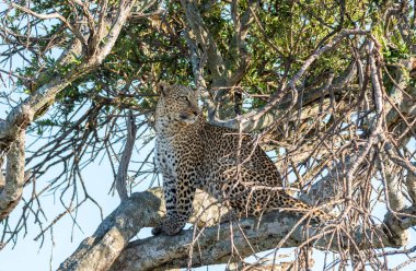 Vahşi yaşam safarisi sırasında Masai Mara Ulusal Rezervi 'nin ovalarında bir ağacın tepesinde dinlenen bir erkek leopar.