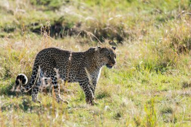Vahşi yaşam safarisi sırasında Masai Mara Ulusal Rezervi ovalarında otların arasında yürüyen bir erkek leopar.