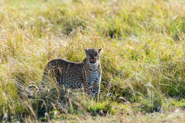 Vahşi yaşam safarisi sırasında Masai Mara Ulusal Rezervi ovalarında otların arasında yürüyen bir erkek leopar.