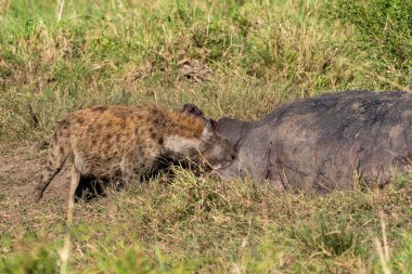 Vahşi yaşam safarisi sırasında Masai Mara Ulusal Sığınağı 'nda ölü bir su aygırını yiyen bir sırtlan klanı.