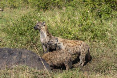 Vahşi yaşam safarisi sırasında Masai Mara Ulusal Sığınağı 'nda ölü bir su aygırını yiyen bir sırtlan klanı.