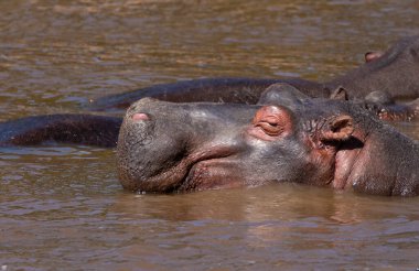 Vahşi yaşam safarisi sırasında Mara Nehri 'nin Masai Mara Ulusal Rezervi' ndeki sularında uyuyan bir Hippo.