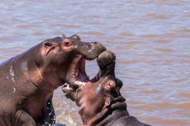 İki su aygırı, bir vahşi yaşam safarisi sırasında Masai Mara Ulusal Rezervi 'nin içindeki Mara Nehri' nde beslenme alanı için savaşıyor.