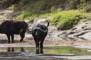 Vahşi yaşam safarisi sırasında Masai Mara Ulusal Rezerv 'inde su içen bir bufalo.