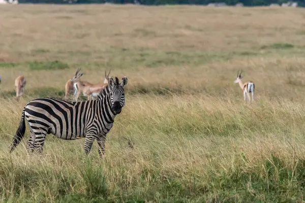 Vahşi yaşam safarisi sırasında Masai Mara Ulusal Sığınağı 'ndaki çayırlarda otlayan bir zebra.