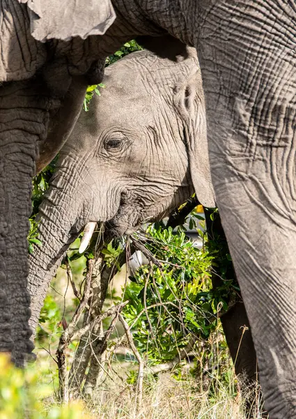 stock image An african elephant grazing on the green shoots in the plains of Masai Mara National Refuge during a wildlife safari