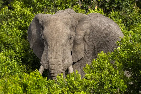 stock image A close up of a male african elephant family grazing on the green shoots in the plains of Masai Mara National Refuge during a wildlife safari