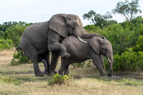 stock image A mating pair of african elephant in the forests of Masai Mara National Refuge during a wildlife safari