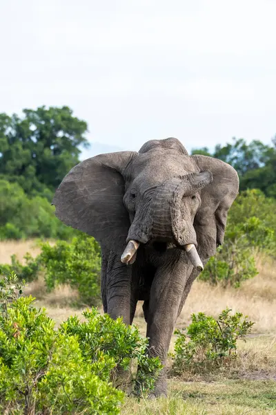 stock image A close up of a male african elephant family grazing on the green shoots in the plains of Masai Mara National Refuge during a wildlife safari