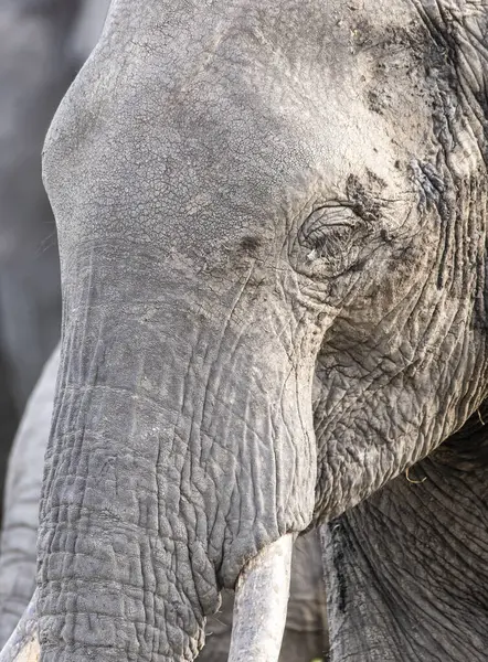 stock image A close up of a male african elephant family grazing on the green shoots in the plains of Masai Mara National Refuge during a wildlife safari