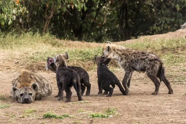 stock image A family of Hyenas playing among themselves near their nest in the plains of Masai Mara National Refuge during a wildlife safari