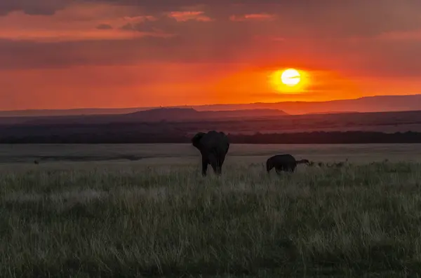 stock image A family of elephant grazing on green grasses in the plains of Masai Mara National Refuge during a wildlife safari with a beautiful sunset colours in the background