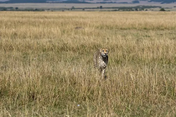 Vahşi yaşam safarisi sırasında Masai Mara Ulusal Sığınağı ovalarında otların arasında yürüyen bir Çita.