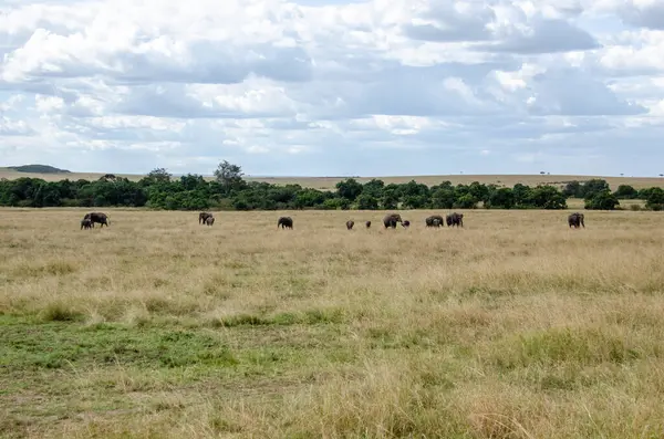 stock image A family of elephant grazing in the high grasses inside Masai Mara National Refuge during a wildlife safari