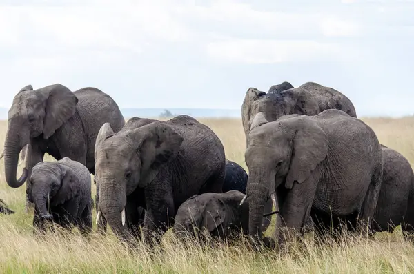 stock image A family of elephant grazing in the high grasses inside Masai Mara National Refuge during a wildlife safari