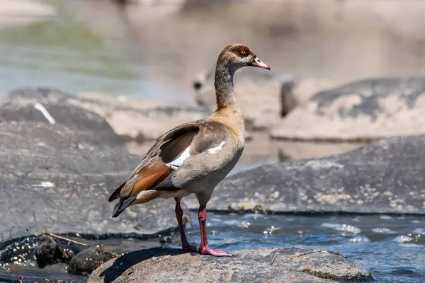 stock image An Egyptian goose sitting on a boulder inside Masai Mara National Refuge during a wildlife safari