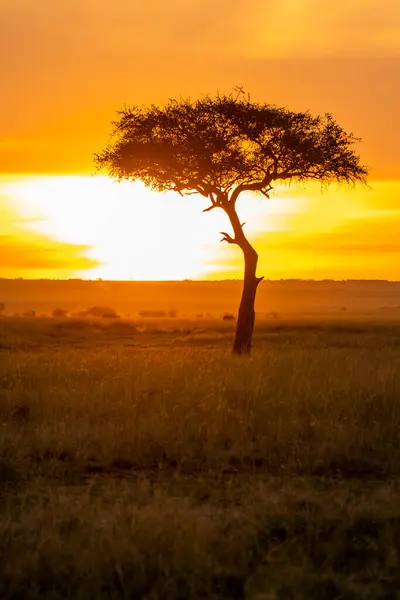 Masai Mara 'nın otlaklarında dimdik duran yalnız bir akasya ağacı. Vahşi yaşam safarisi sırasında arka planda güzel bir gündoğumu olan ulusal bir sığınak.