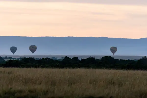 stock image Hot-air ballons raising in the background in the plains of Masai Mara National Refuge during a wildlife safari during beautiful sunrise