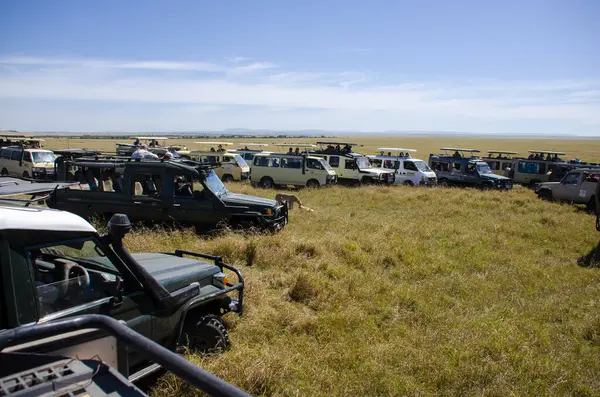 Ceylanlı bir çita, vahşi yaşam safarisi sırasında Masai Mara Ulusal Sığınağı 'nın ovalarında turist araçlarıyla çevrili.