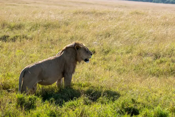 stock image A male lion walking through the high grasses in the plains of Masai Mara National Reserve during a wildlife safari