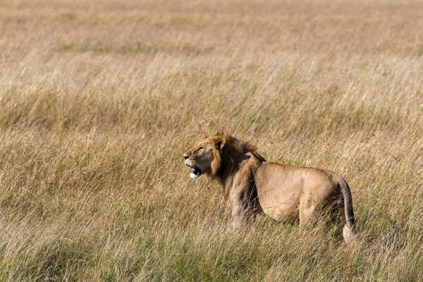 A male lion walking through the high grasses in the plains of Masai Mara National Reserve during a wildlife safari