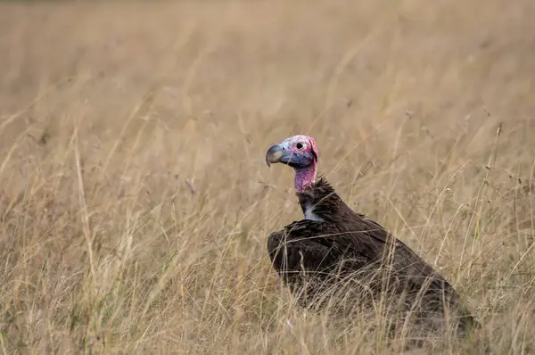 stock image A lappet faced vulture sitting on the ground with high grasses in the plains of Masai Mara National Refuge during a wildlife safari