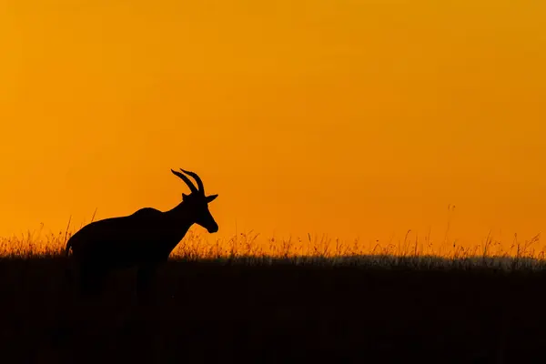 Masai Mara Ulusal Rezervi 'nin düzlüklerinde gün batımının güzel renkleriyle vahşi yaşam safarisi sırasında otlayan bir Topi.