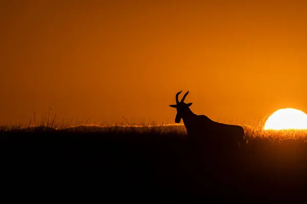 stock image A Topi grazing on the grass in the plains of Masai Mara National Reserve during a wildlife safari with beautiful colours of sunset