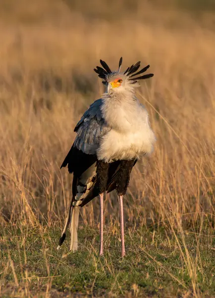 Vahşi yaşam safarisi sırasında Masai Mara Ulusal Rezervi düzlüklerinde yürüyen bir sekreter kuş.