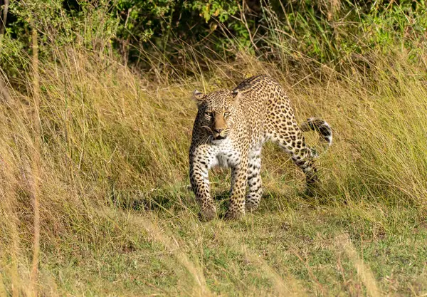 stock image A Male leopard walking through high grasses in the plains of Masai Mara National Reserve during a wildlife safari