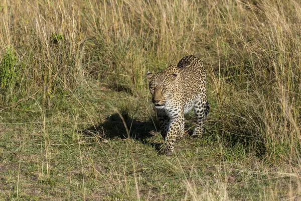 stock image A Male leopard walking through high grasses in the plains of Masai Mara National Reserve during a wildlife safari