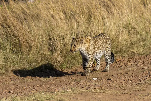 stock image A Male leopard walking through high grasses in the plains of Masai Mara National Reserve during a wildlife safari