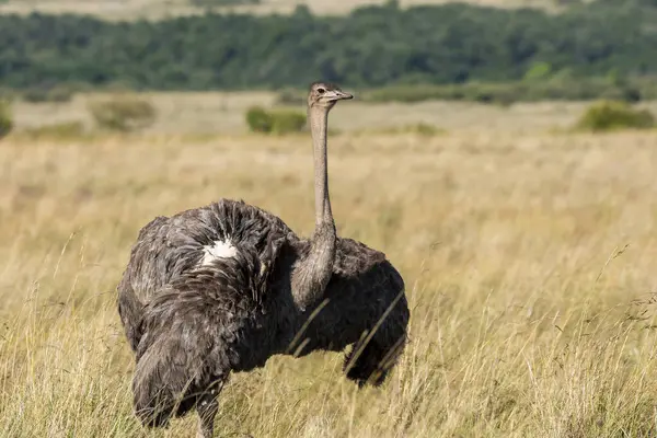 stock image A female common ostrich walking in the grasslands in the plains of Masai Mara National Reserve during a wildlife safari