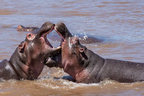 Stock image Two Hippos fighting on the right for feeding grounds in the Mara river inside Masai Mara National Reserve during a wildlife safari