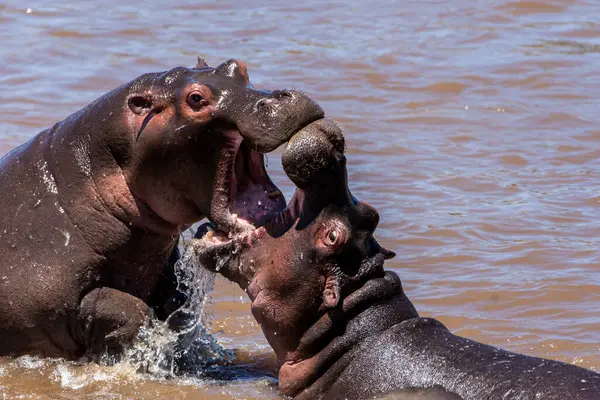 stock image Two Hippos fighting on the right for feeding grounds in the Mara river inside Masai Mara National Reserve during a wildlife safari