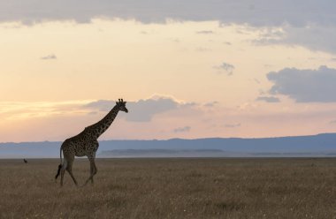 Vahşi yaşam safarisi sırasında Masai Mara Ulusal Rezervi düzlüklerinde yürüyen bir Masai zürafası.