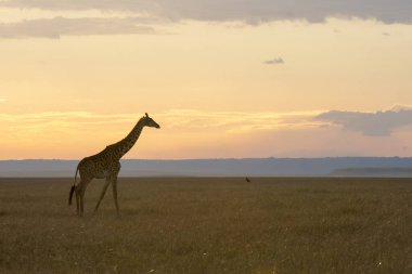 Masai Mara Ulusal Sığınağı 'nın arka planında vahşi yaşam safarisi sırasında güneş batarken ufukta yürüyen bir masai zürafası.