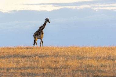 Masai Mara Ulusal Sığınağı 'nın arka planında vahşi yaşam safarisi sırasında güneş batarken ufukta yürüyen bir masai zürafası.