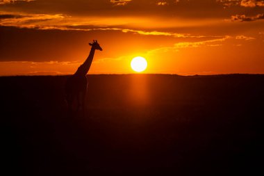 Masai Mara Ulusal Sığınağı 'nın arka planında vahşi yaşam safarisi sırasında güneş batarken ufukta yürüyen bir masai zürafası.